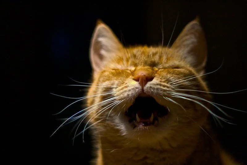Mingo Hagen's photo, licensed as CC BY 2.0